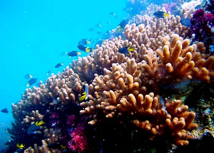 Sea Turtle House 3* Moalboal