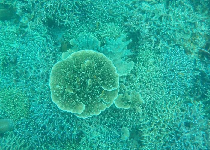 Sea Turtle House 3*