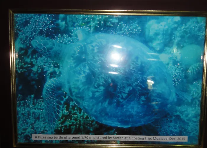Sea Turtle House Affittacamere Moalboal