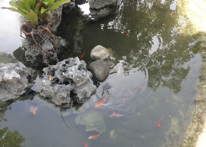 Sea Turtle House